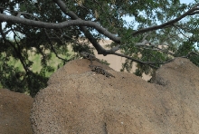 Biology of the Rattlesnakes 2011
