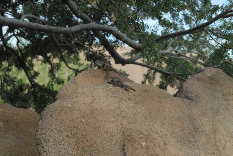 Biology of the Rattlesnakes 2011