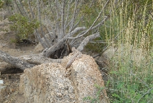Biology of the Rattlesnakes 2011
