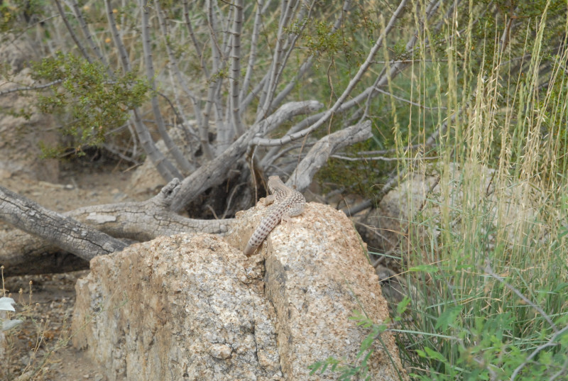 Biology of the Rattlesnakes 2011