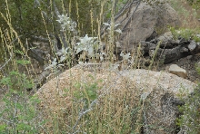 Biology of the Rattlesnakes 2011
