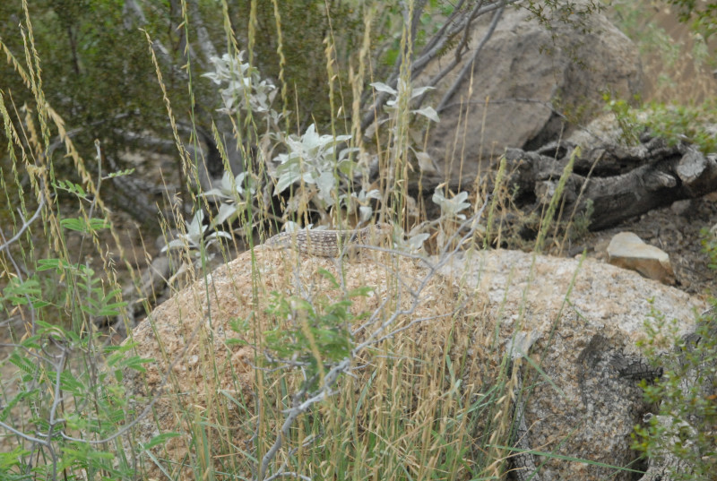 Biology of the Rattlesnakes 2011