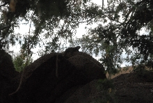 Biology of the Rattlesnakes 2011