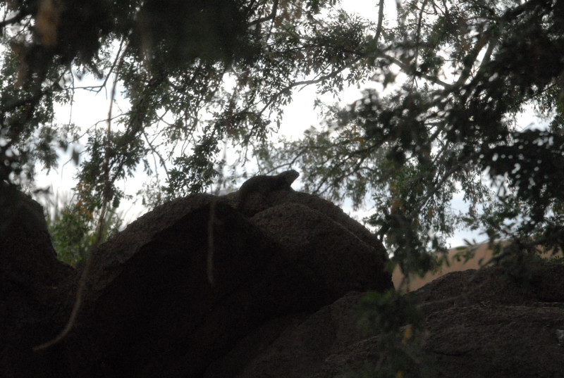 Biology of the Rattlesnakes 2011