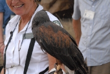 Biology of the Rattlesnakes 2011
