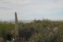 Biology of the Rattlesnakes 2011