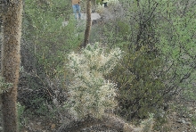 Biology of the Rattlesnakes 2011
