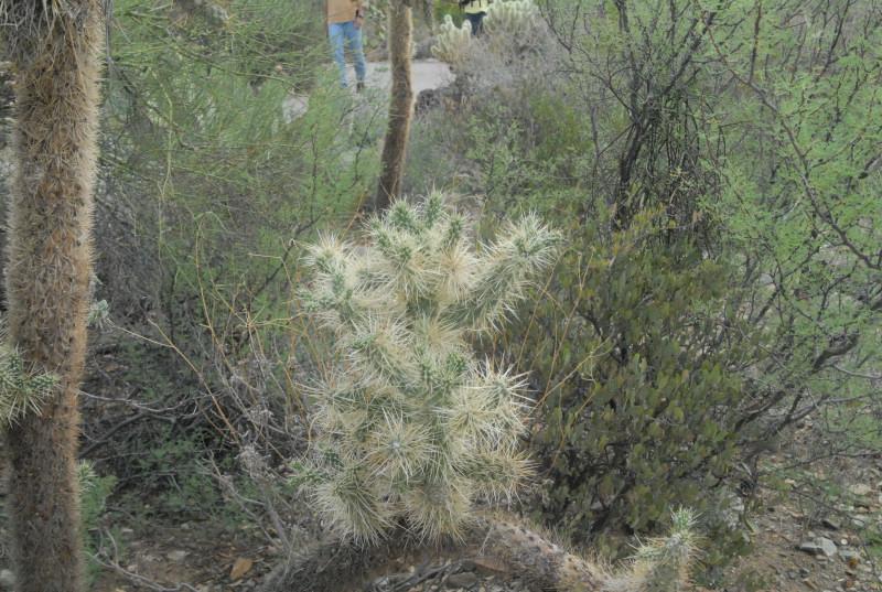 Biology of the Rattlesnakes 2011