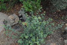 Biology of the Rattlesnakes 2011