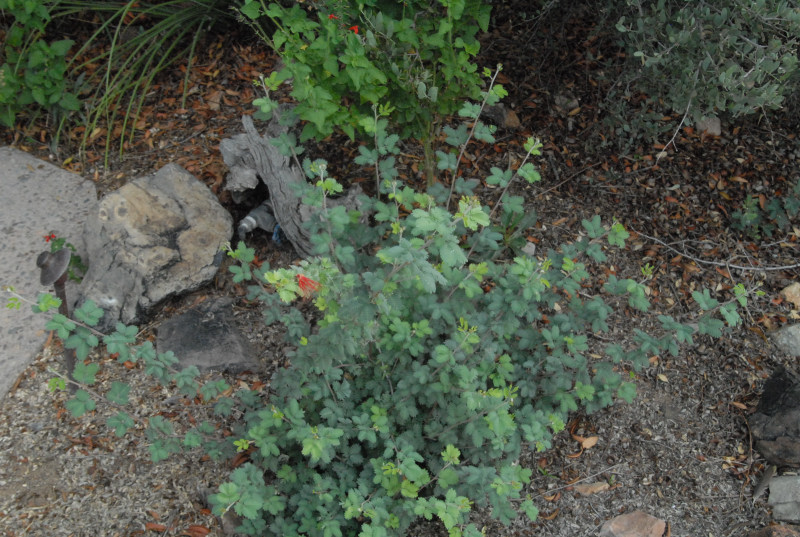 Biology of the Rattlesnakes 2011
