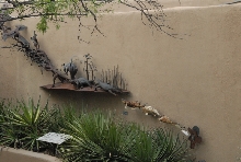 Biology of the Rattlesnakes 2011