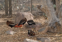 Biology of the Rattlesnakes 2011