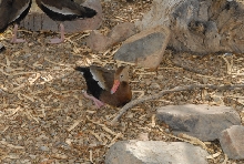 Biology of the Rattlesnakes 2011