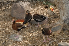 Biology of the Rattlesnakes 2011