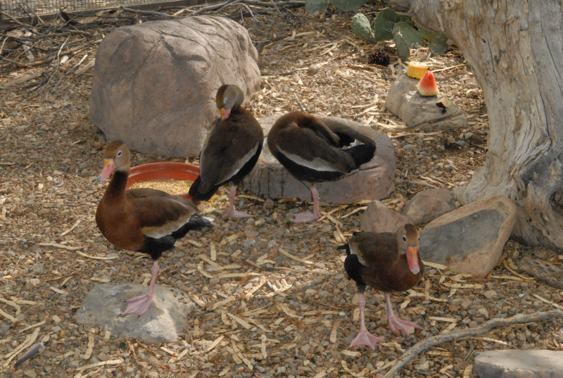 Biology of the Rattlesnakes 2011