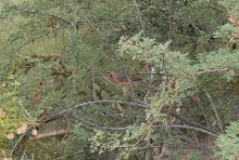 Biology of the Rattlesnakes 2011