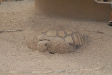 Biology of the Rattlesnakes 2011