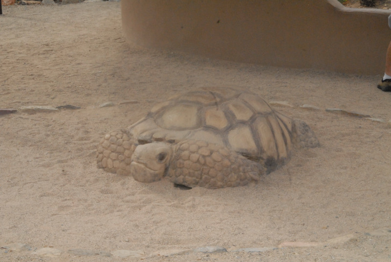 Biology of the Rattlesnakes 2011
