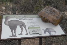 Biology of the Rattlesnakes 2011