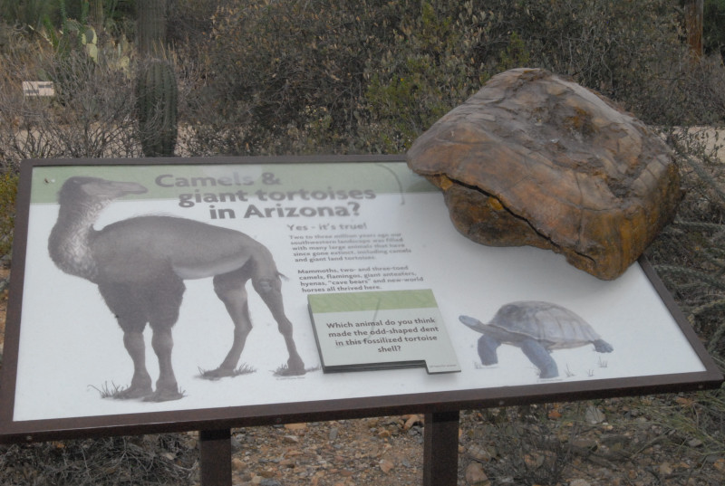 Biology of the Rattlesnakes 2011