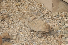 Biology of the Rattlesnakes 2011