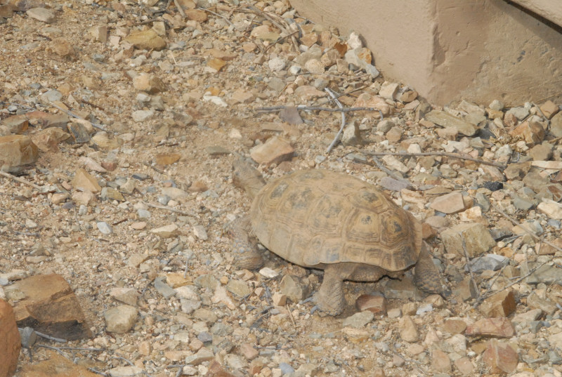 Biology of the Rattlesnakes 2011