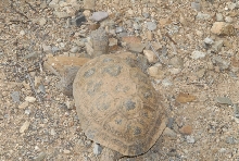 Biology of the Rattlesnakes 2011