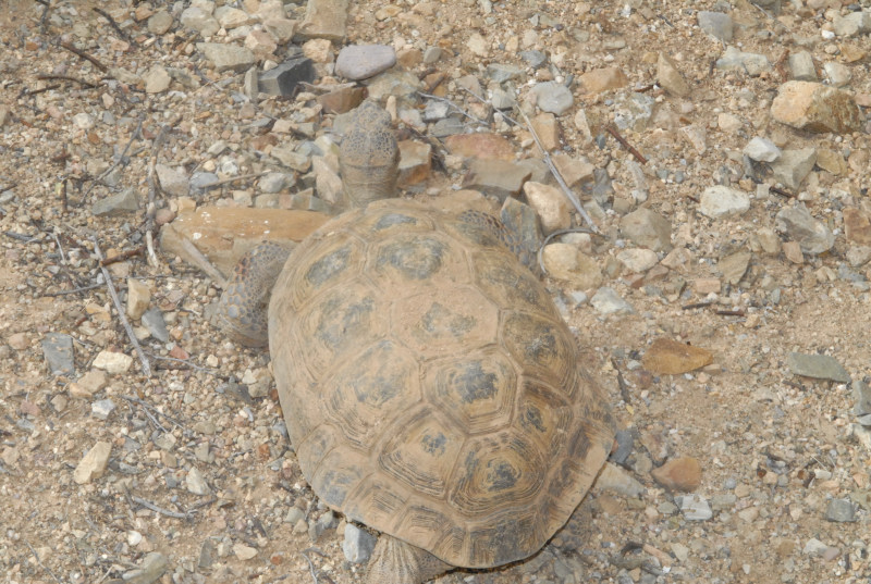 Biology of the Rattlesnakes 2011