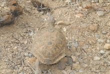Biology of the Rattlesnakes 2011