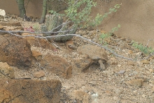 Biology of the Rattlesnakes 2011