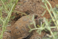 Biology of the Rattlesnakes 2011