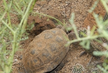 Biology of the Rattlesnakes 2011
