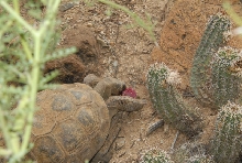 Biology of the Rattlesnakes 2011