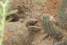 Biology of the Rattlesnakes 2011