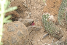 Biology of the Rattlesnakes 2011
