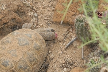 Biology of the Rattlesnakes 2011