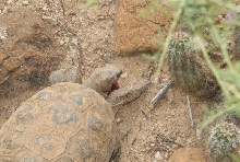 Biology of the Rattlesnakes 2011