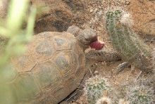 Biology of the Rattlesnakes 2011