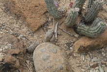 Biology of the Rattlesnakes 2011