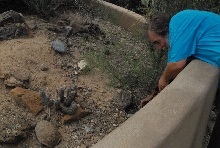 Biology of the Rattlesnakes 2011