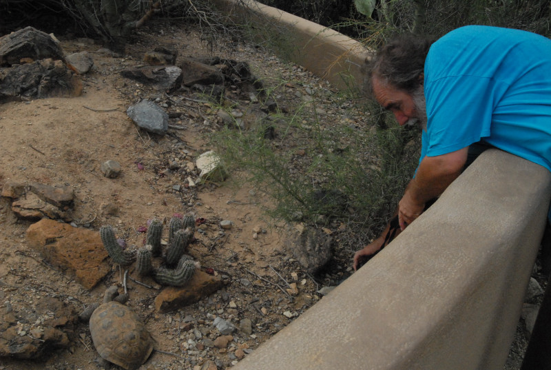 Biology of the Rattlesnakes 2011