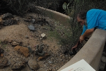 Biology of the Rattlesnakes 2011