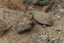 Biology of the Rattlesnakes 2011