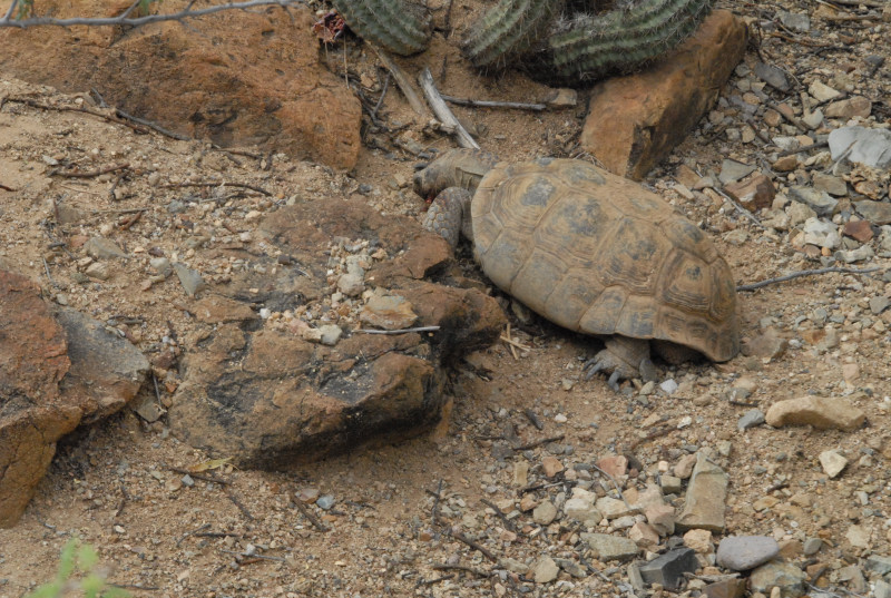 Biology of the Rattlesnakes 2011