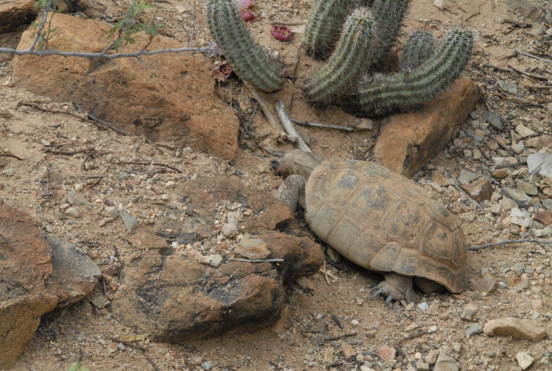 Biology of the Rattlesnakes 2011