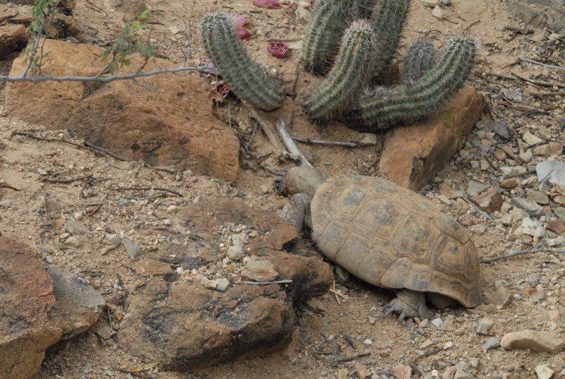 Biology of the Rattlesnakes 2011