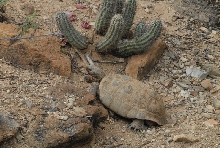 Biology of the Rattlesnakes 2011