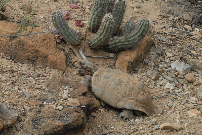 Biology of the Rattlesnakes 2011