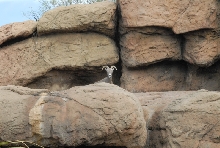 Biology of the Rattlesnakes 2011