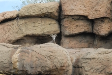 Biology of the Rattlesnakes 2011